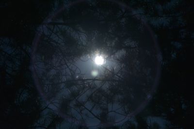 Low angle view of bare trees against sky at night