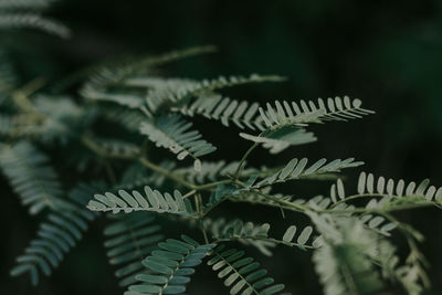 Close-up of fern