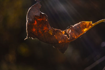 Close-up of dry autumn leaf on twig