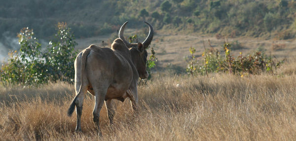 Horse standing on field
