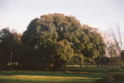 Trees on field against clear sky