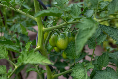 Close-up of fruit growing on plant