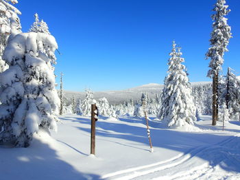 Snow covered trees against clear blue sky