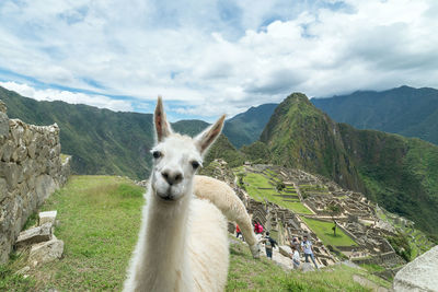 View of a sheep on landscape against mountain range