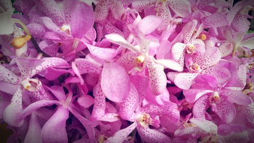 Full frame shot of pink flowering plant