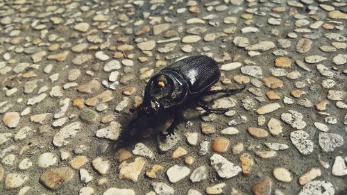 Close-up of a lizard on ground