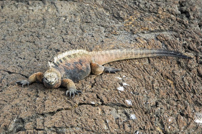 Close-up of lizard on rock