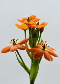 Close-up of orange flower against white background