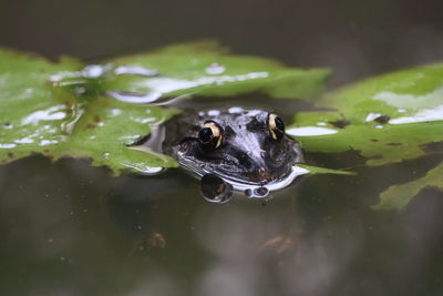 Close-up of frog in water