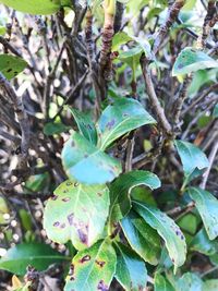 Close-up of fresh green leaves