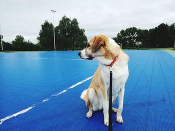 Dog standing by swimming pool against sky