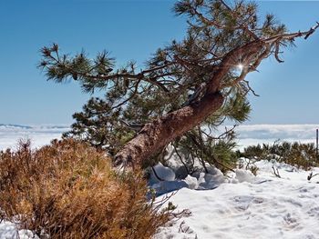 Trees against sky during winter