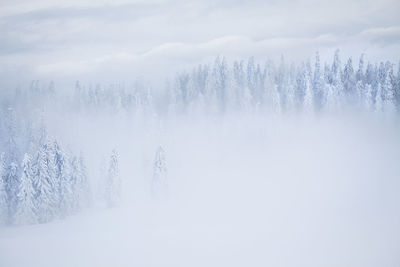 Snow covered pine trees in forest against sky