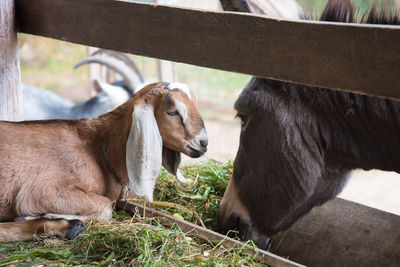 Cows in a pen