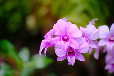 Close-up of pink flowering plant