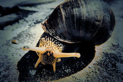 Close-up of snail