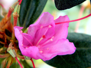 Close-up of pink day lily blooming outdoors