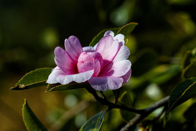 Close-up of pink rose