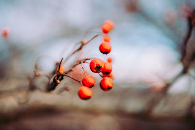 Close-up of berries on plant