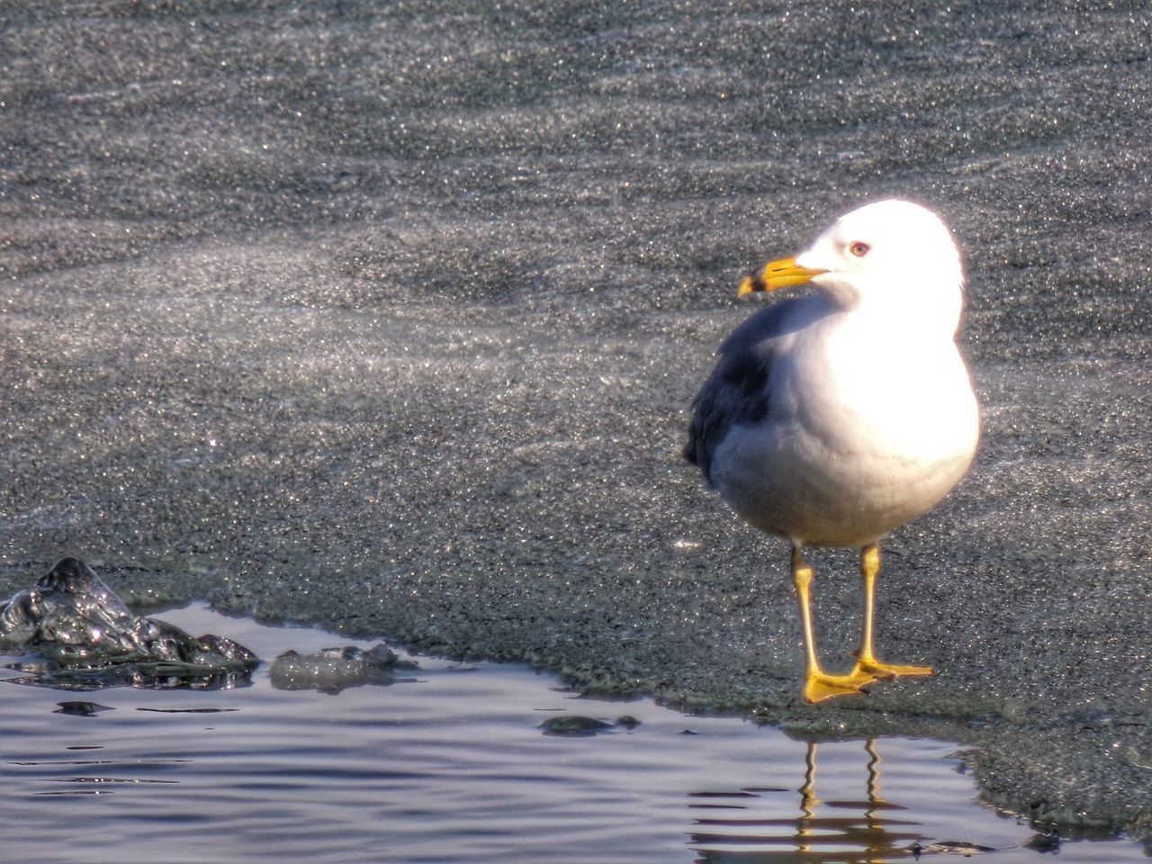 SEAGULL PERCHING ON A SHORE