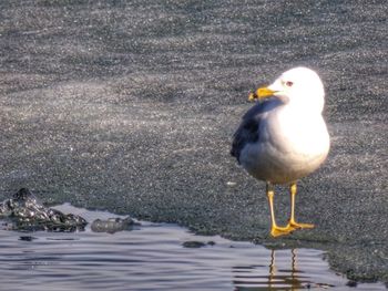 Close-up of seagull perching on beach