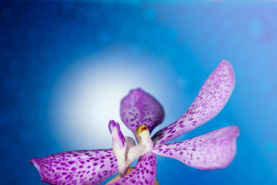 Close-up of pink flower against water