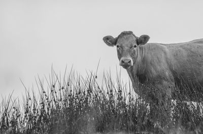 Portrait of sheep standing in field