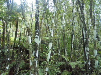 Trees in forest