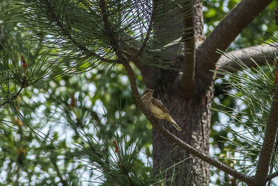 Low angle view of bird perching on tree