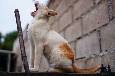 Low angle view of cat sitting outdoors