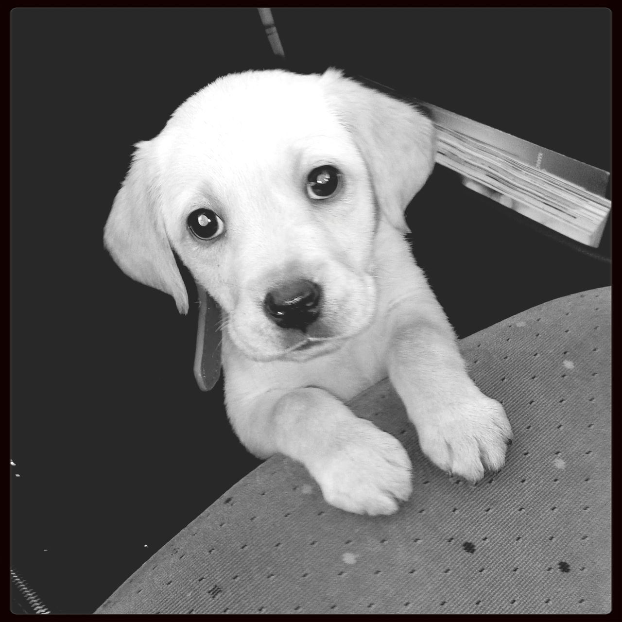 dog, pets, one animal, domestic animals, animal themes, mammal, portrait, looking at camera, transfer print, sitting, auto post production filter, indoors, high angle view, animal head, close-up, relaxation, cute, no people, full length, loyalty