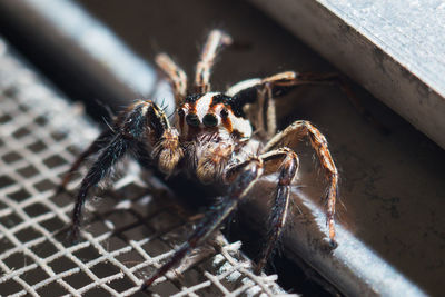 Close-up of spider