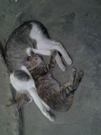 High angle view of cat relaxing on floor