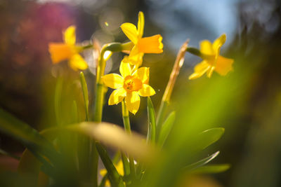 Close-up of yellow flowering plant on field