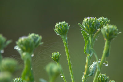 Close-up of fresh green plant leaves