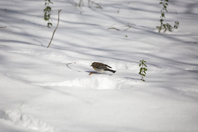 High angle view of bird on snow covered land