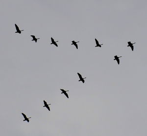Flock of birds in sky