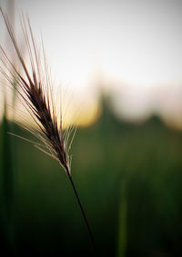 Close-up of wheat growing on field against sky