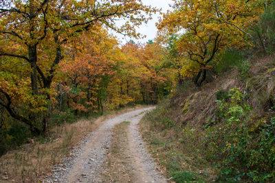 Road amidst trees in forest during autumn