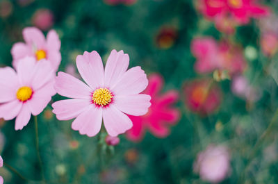 Close-up of pink cosmos flowers