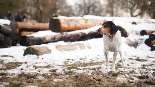 Dog standing on field