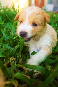Close-up portrait of puppy