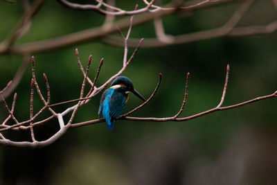 Close-up of bird perching on branch