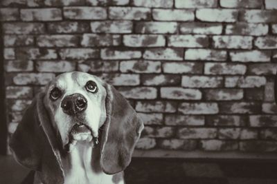 Portrait of dog standing against brick wall