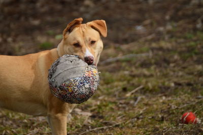 Portrait of dog carrying ball in mouth on field