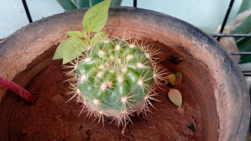 High angle view of potted cactus plant