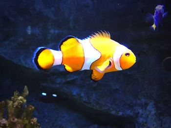 Fish underwater