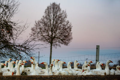 Flock of sheep in a row