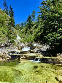 Scenic view of river stream amidst trees in forest