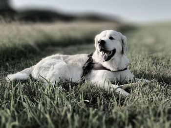 Dog resting on field